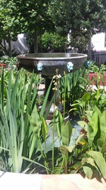 Fountain with Water Plants